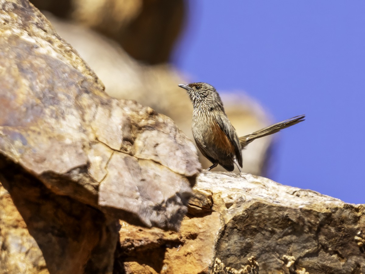 Kalkadoon Grasswren - ML638625343