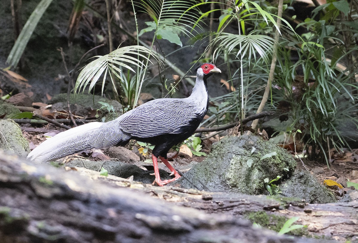 Silver Pheasant - ML638625378