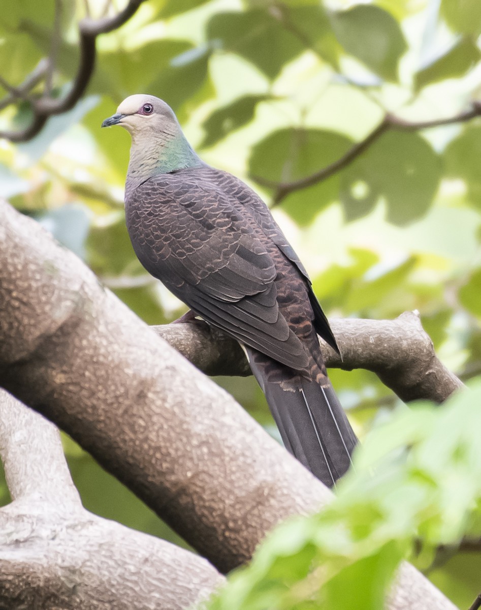 斑尾鵑鳩 - ML638625390