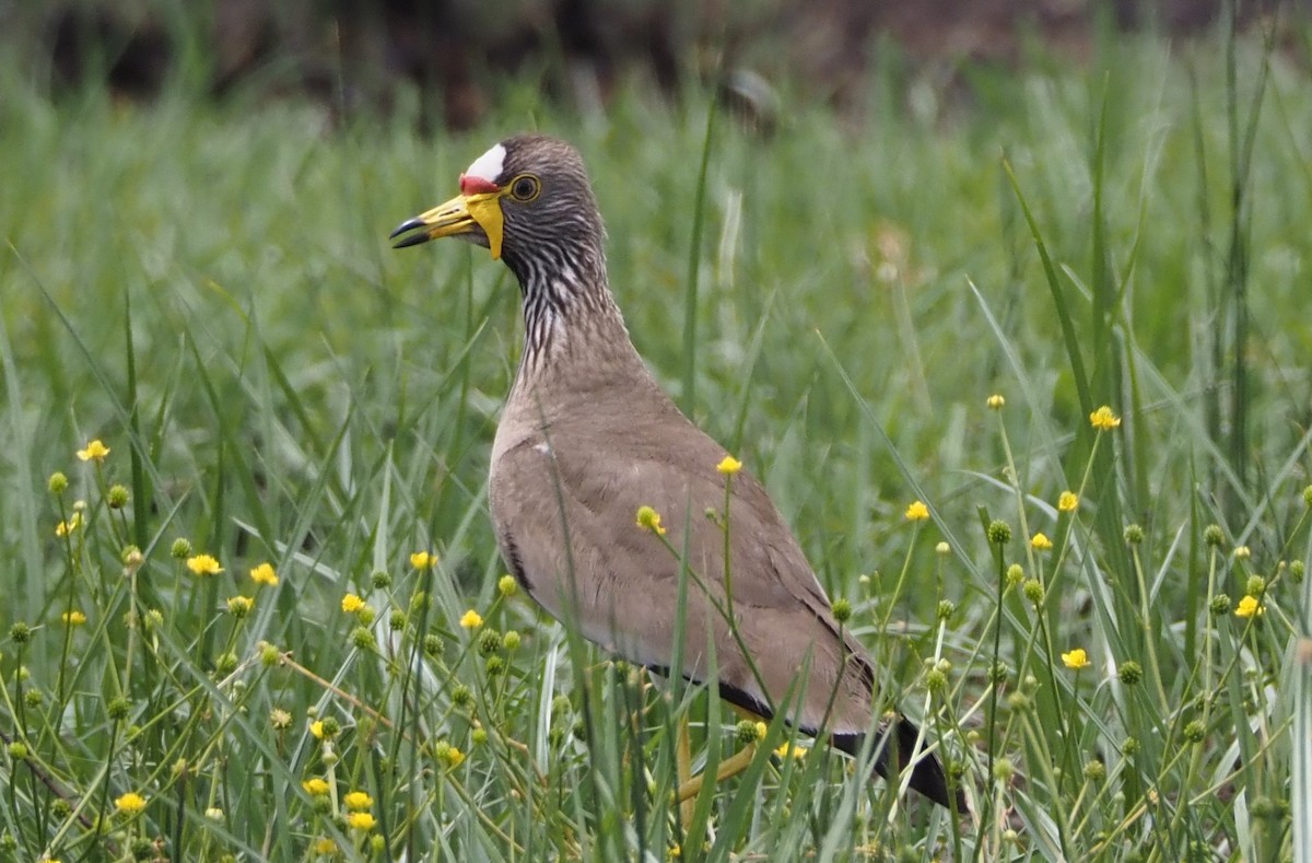 Wattled Lapwing - ML638625404