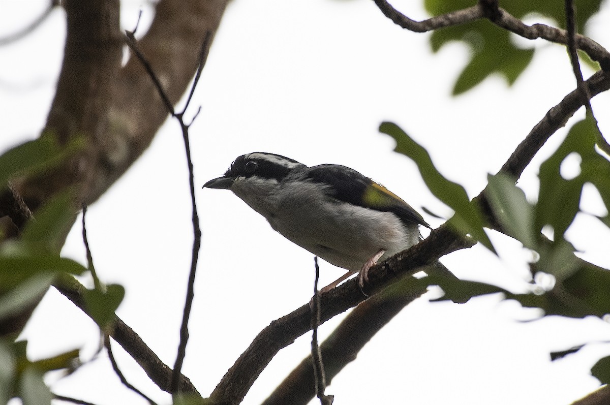 White-browed Shrike-Babbler - ML638625419