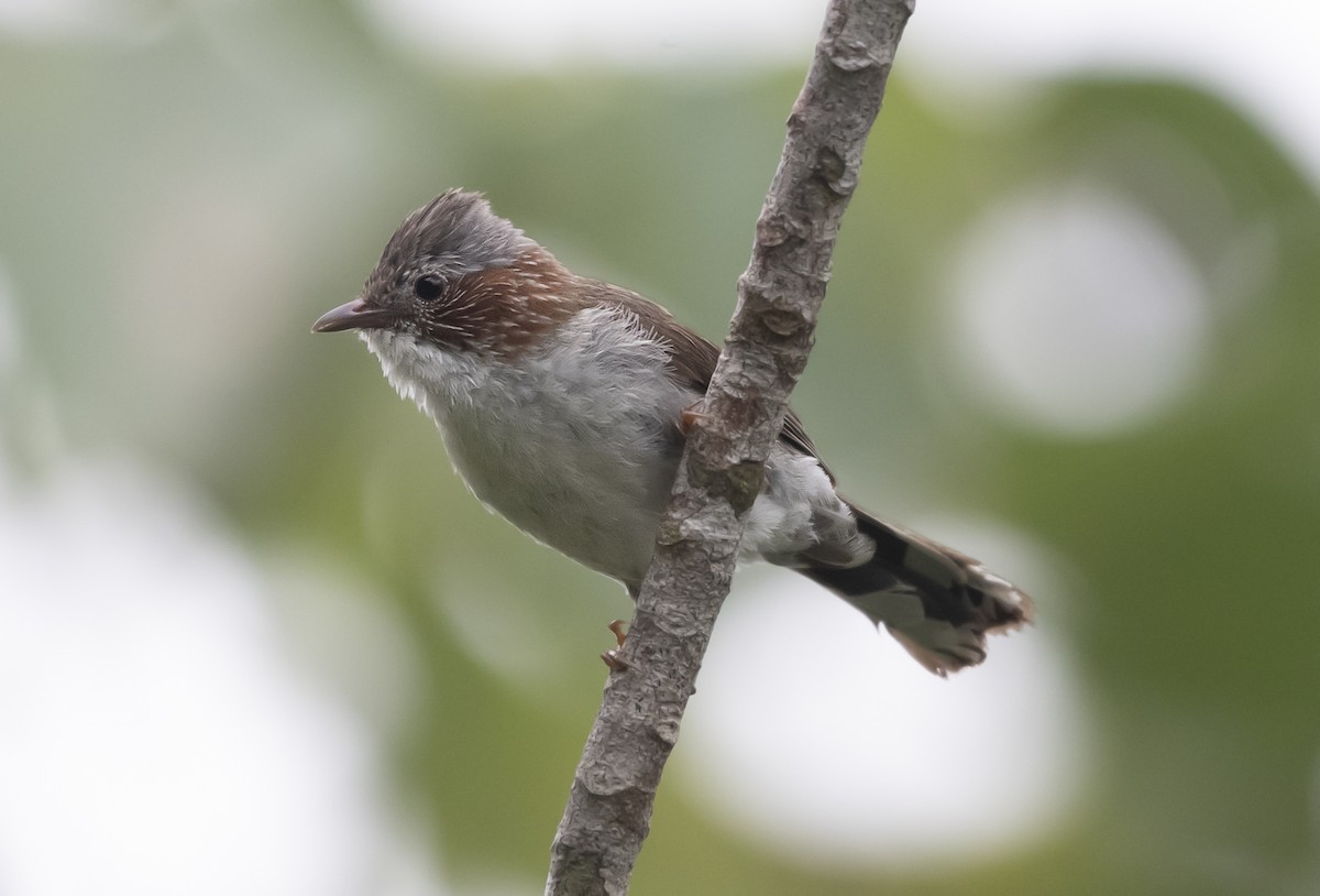 栗耳鳳眉 - ML638625423
