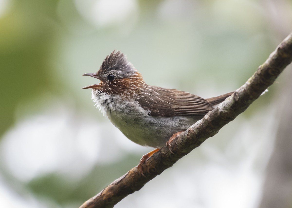 栗耳鳳眉 - ML638625424