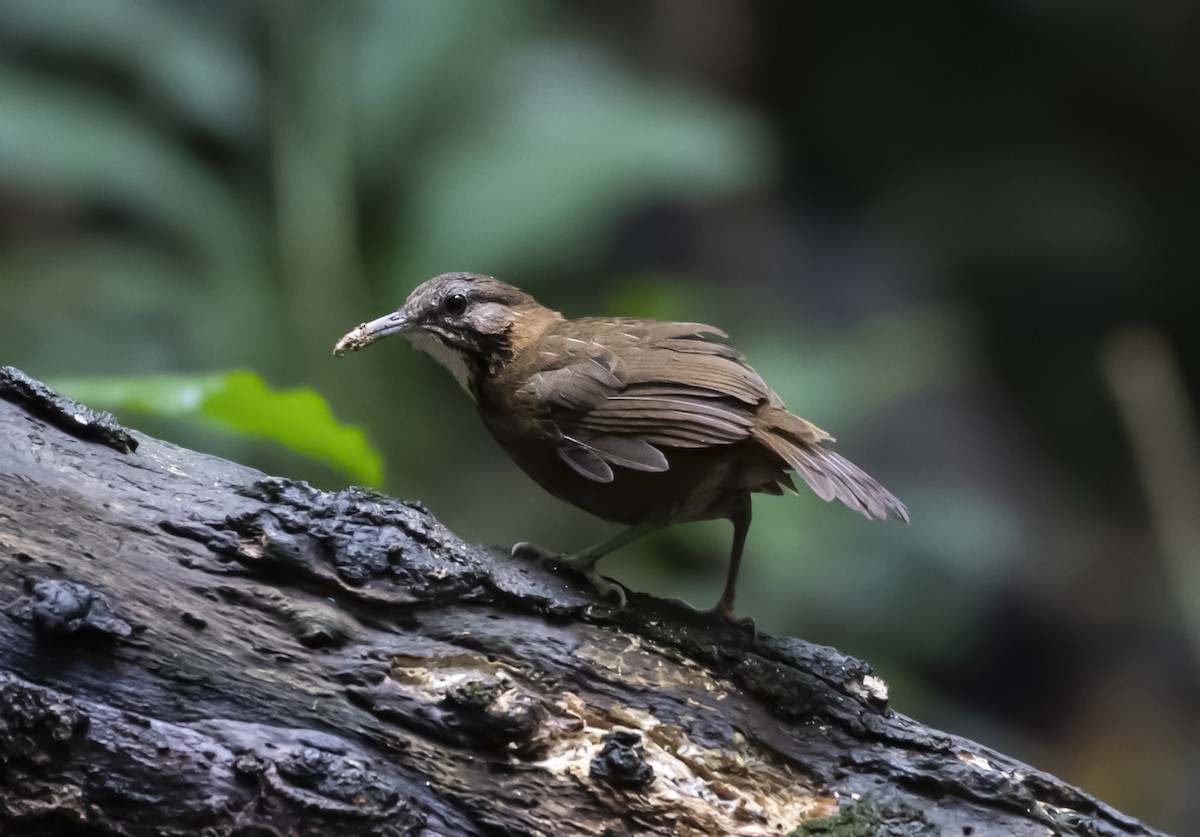 Short-tailed Scimitar-Babbler - ML638625430