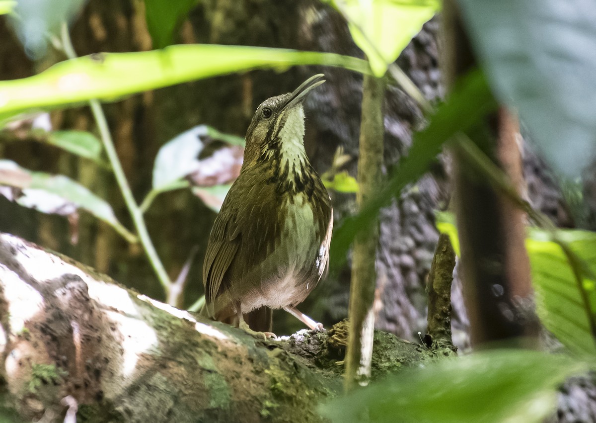 Short-tailed Scimitar-Babbler - ML638625431