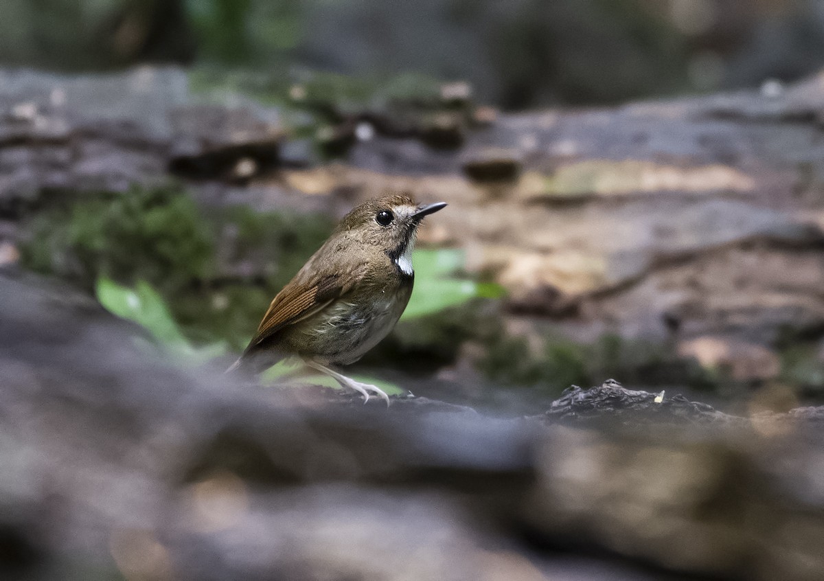 White-gorgeted Flycatcher - ML638625440