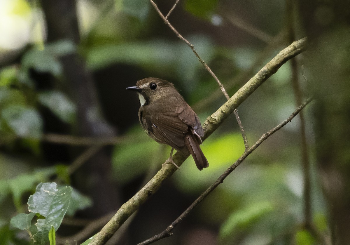 White-gorgeted Flycatcher - ML638625441