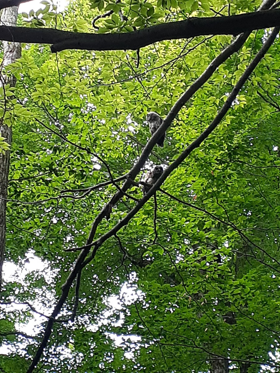Barred Owl - ML638625462