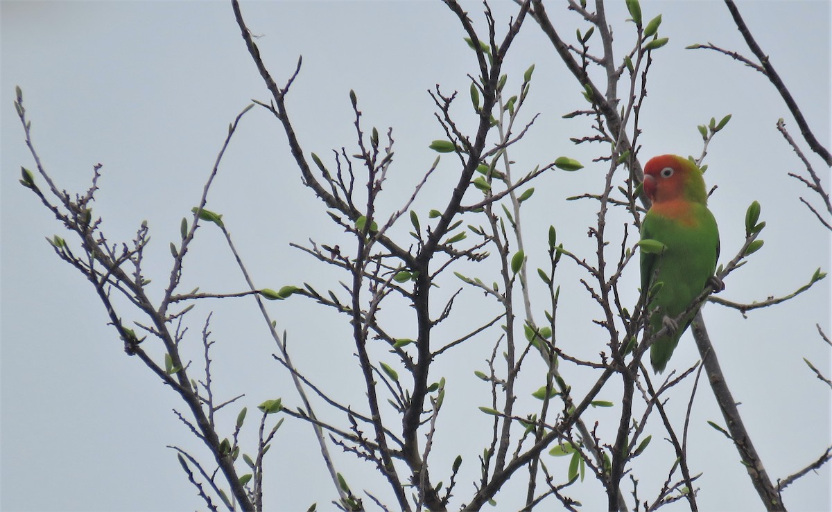 Lilian's Lovebird - ML638625500
