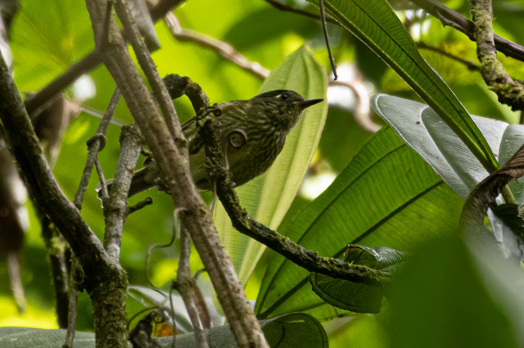 Olive-striped Flycatcher - ML638625508