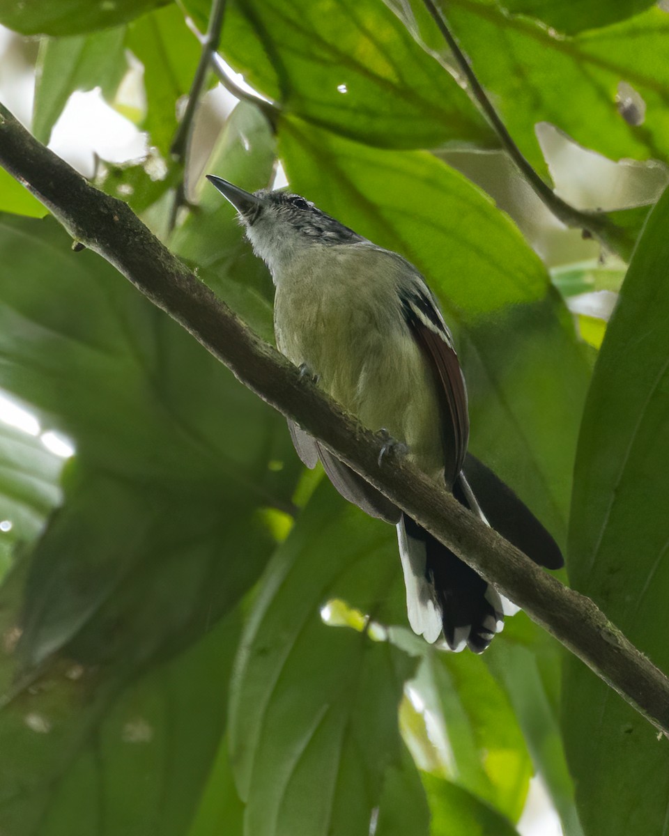 Rusty-winged Antwren - ML638625514