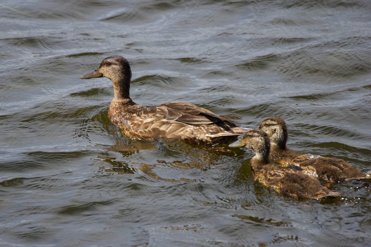 American Black Duck - ML638625516