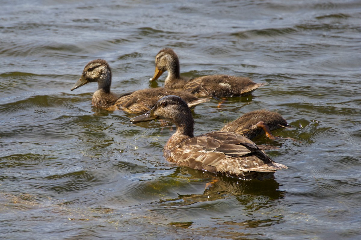 American Black Duck - ML638625517