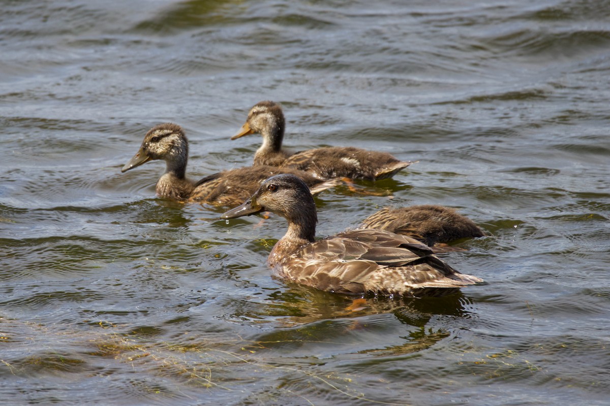 American Black Duck - ML638625518