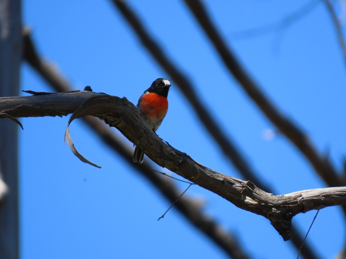 Scarlet Robin - ML638625536