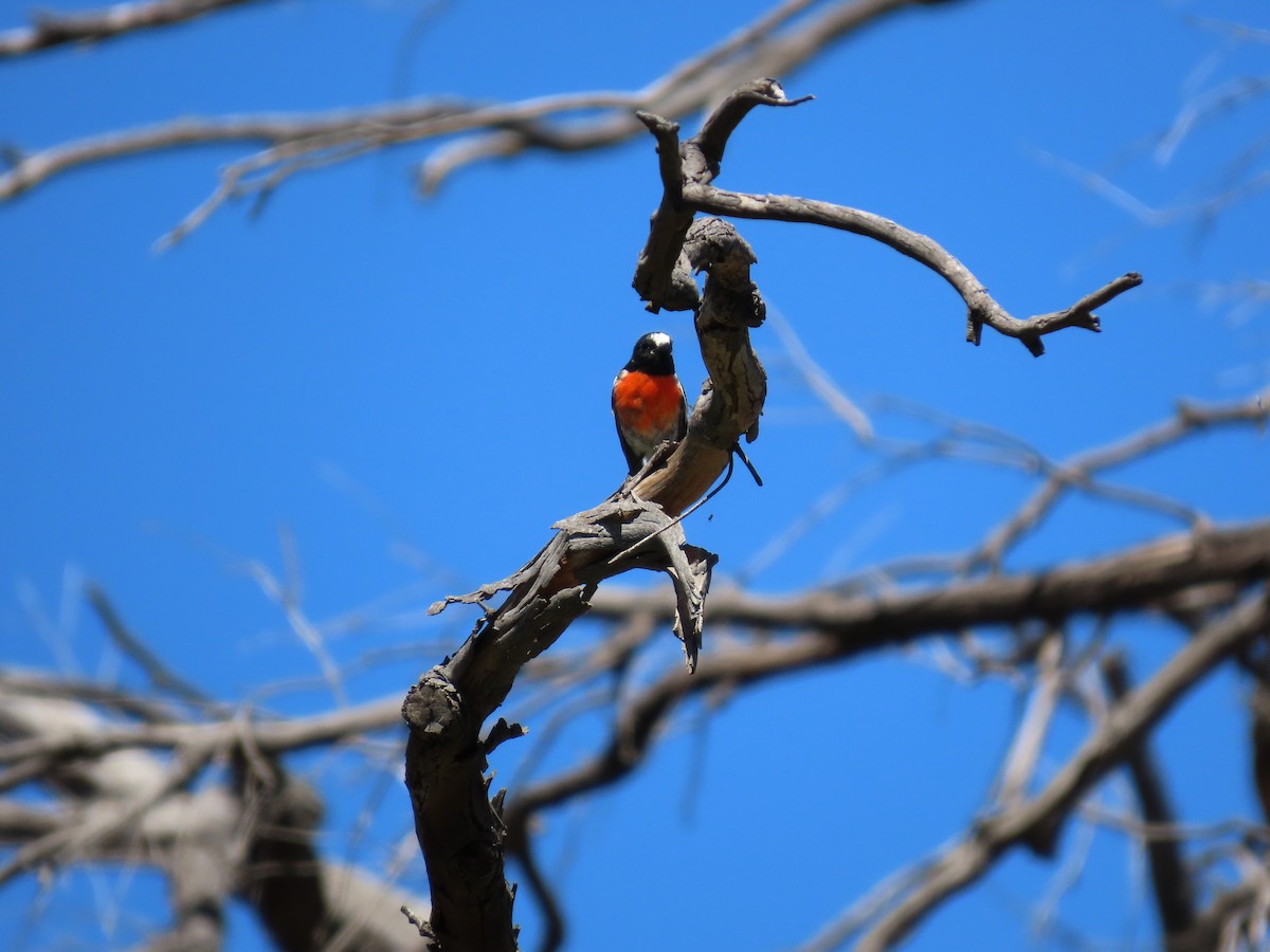 Scarlet Robin - ML638625537