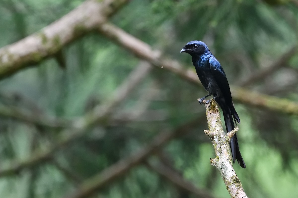 Bronzed Drongo - ML638625570