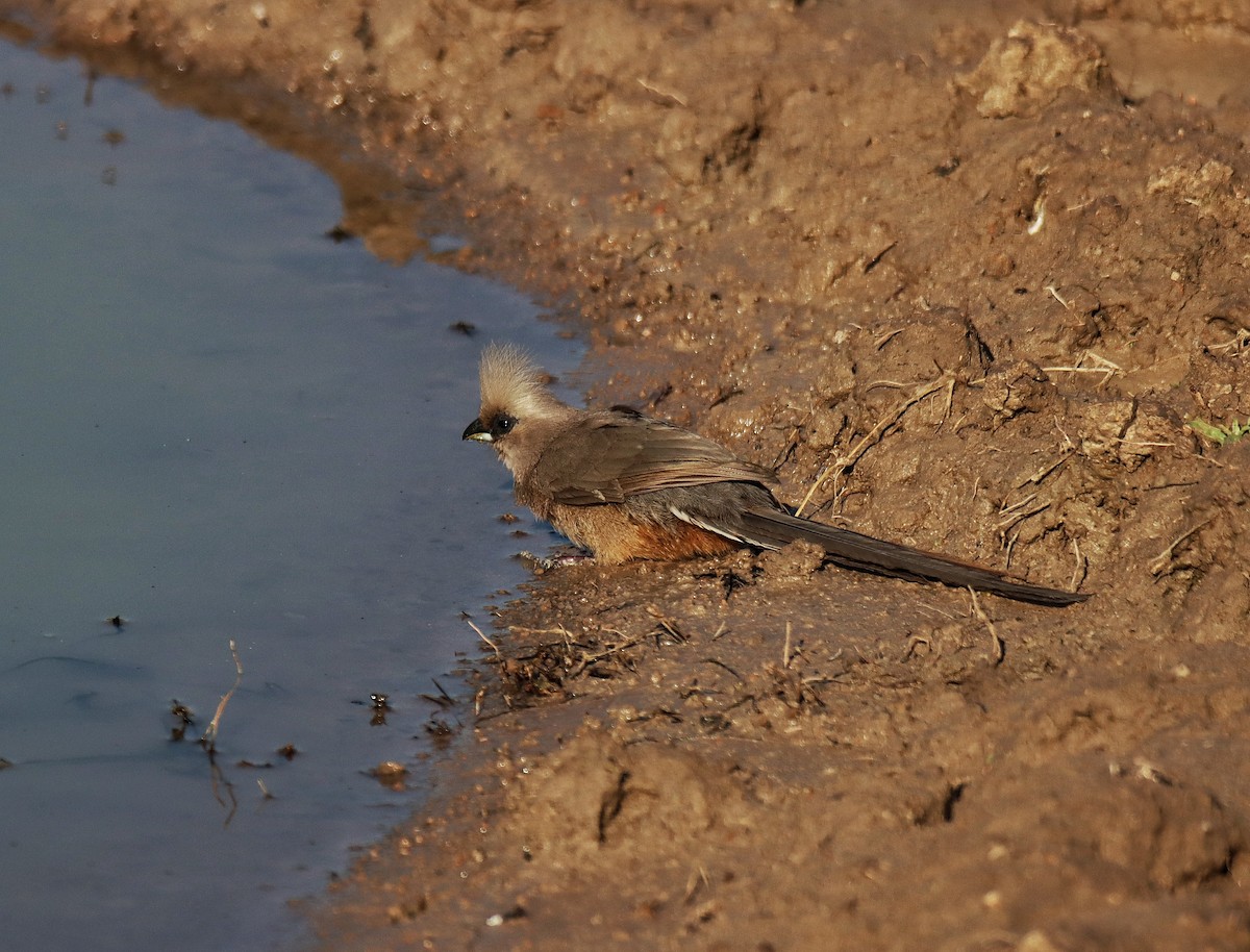 Speckled Mousebird - ML638625619