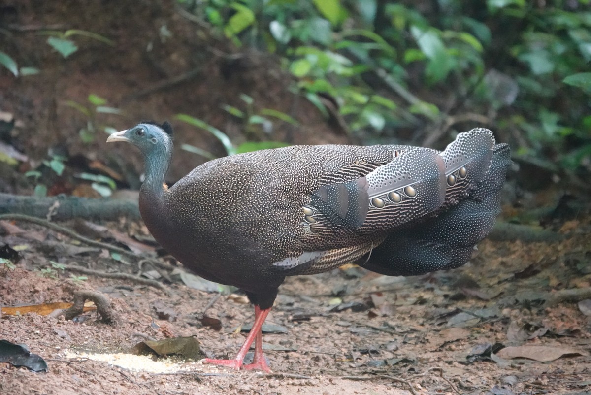 Argus géant - ML638625641