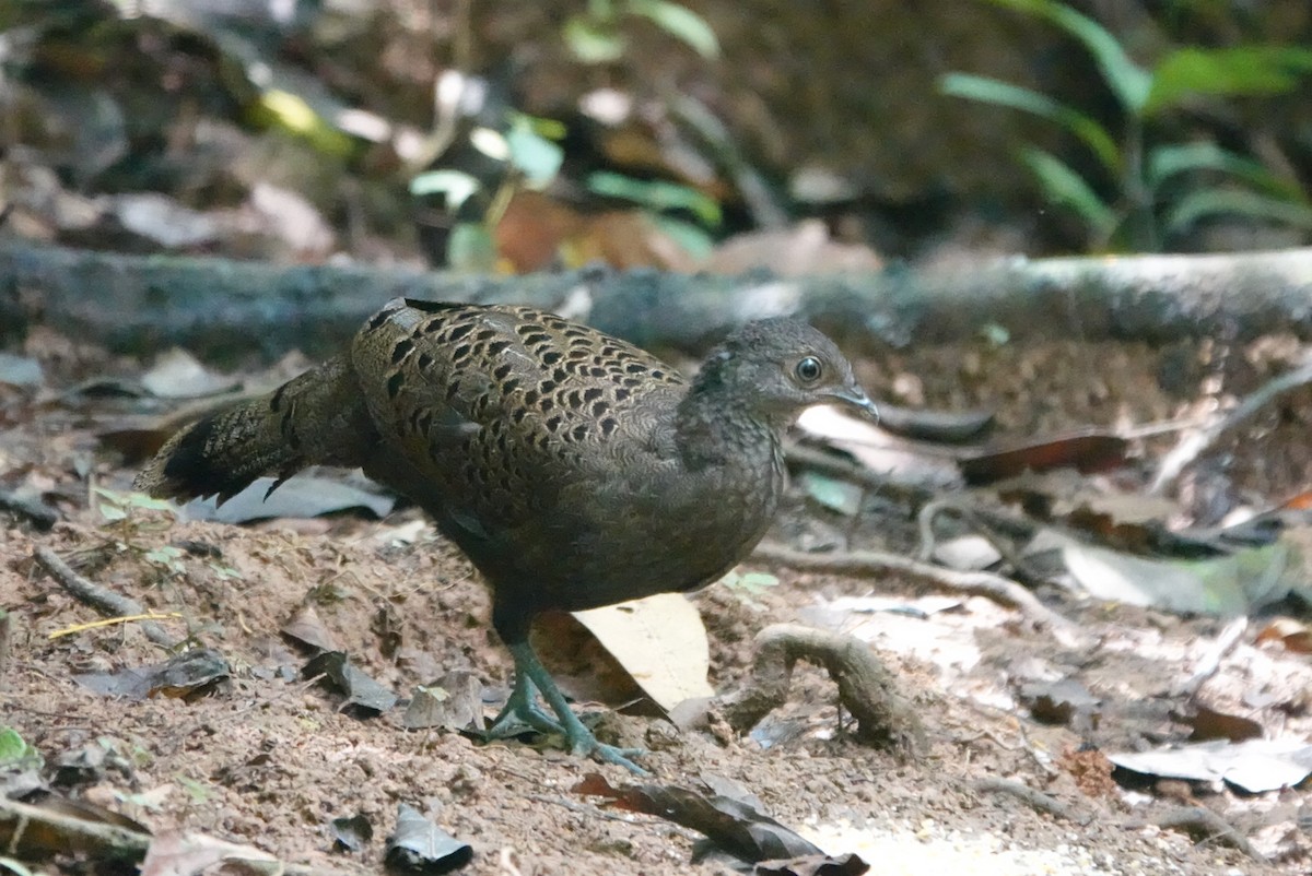 Malayan Peacock-Pheasant - ML638625649