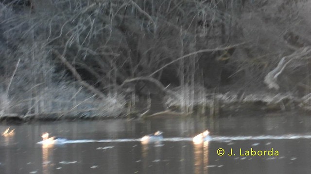 Eared Grebe - ML638625652
