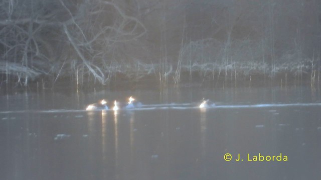 Eared Grebe - ML638625653