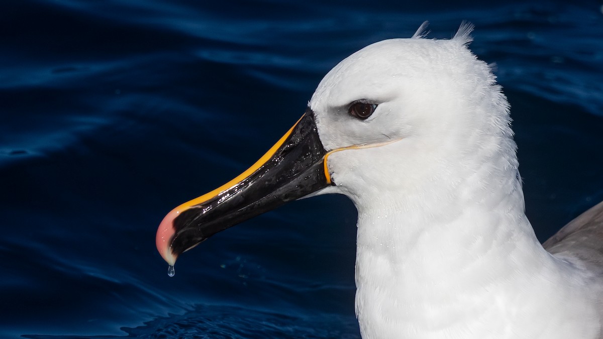 Indian Yellow-nosed Albatross - ML638625663