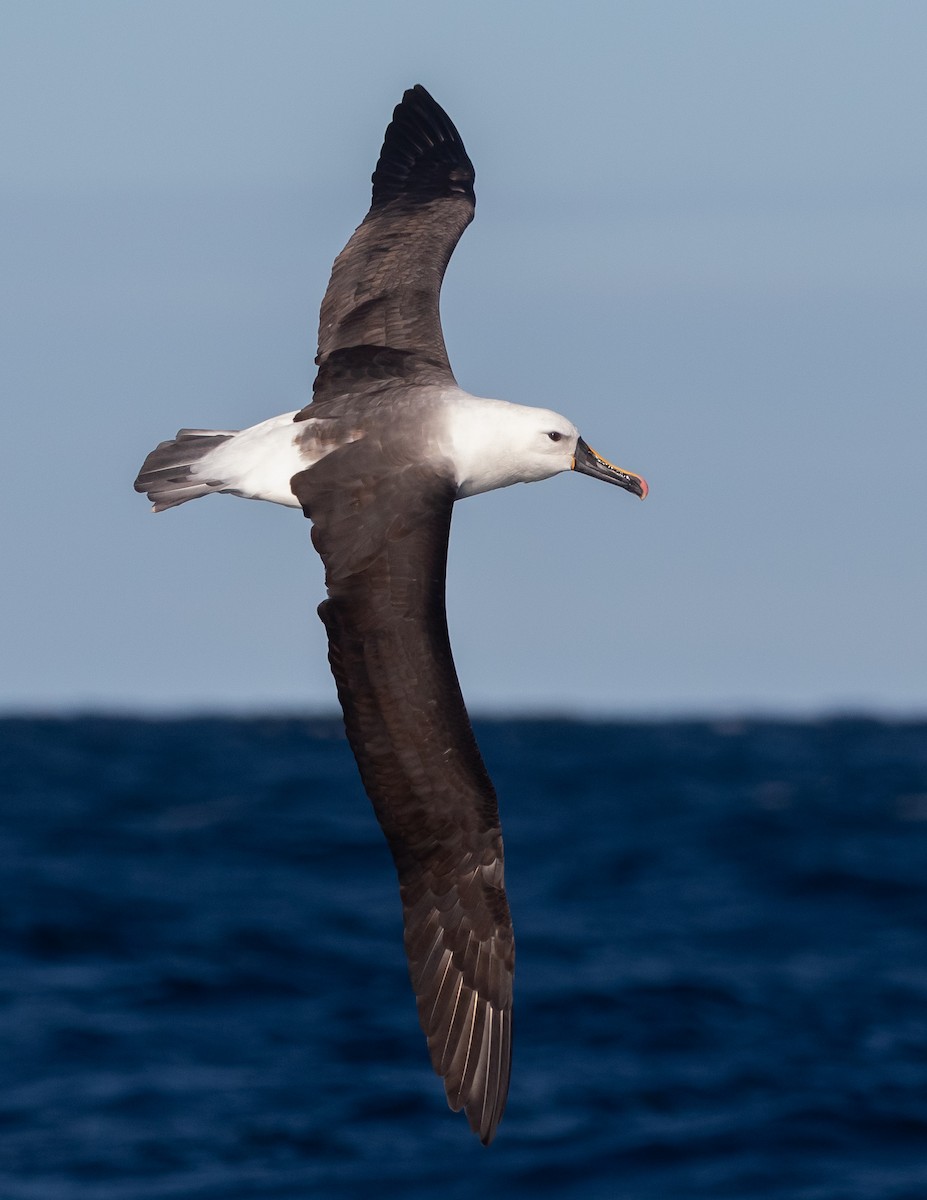 Indian Yellow-nosed Albatross - ML638625664
