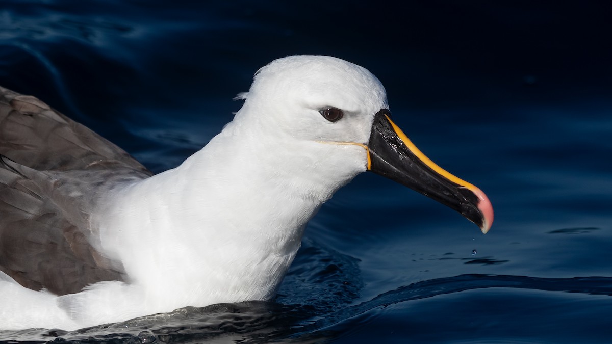 Indian Yellow-nosed Albatross - ML638625665
