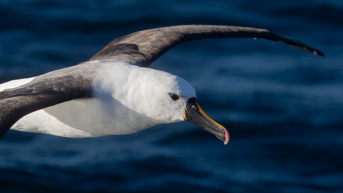 Indian Yellow-nosed Albatross - ML638625666