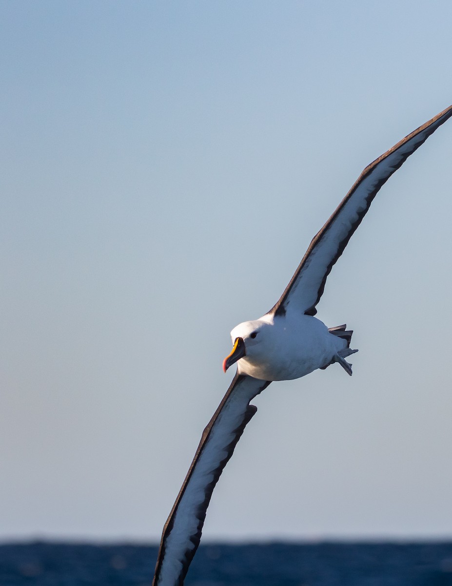 Indian Yellow-nosed Albatross - ML638625667