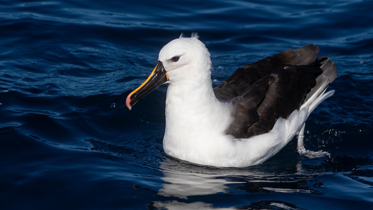 Indian Yellow-nosed Albatross - ML638625669