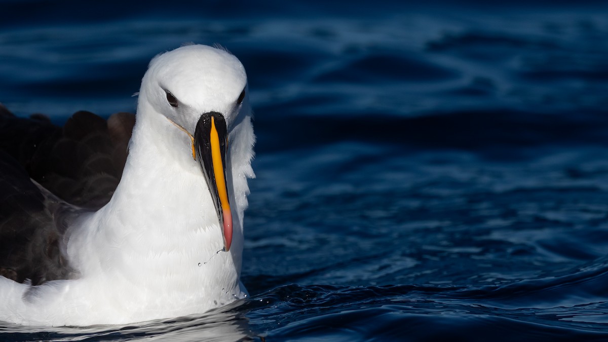 Indian Yellow-nosed Albatross - ML638625670