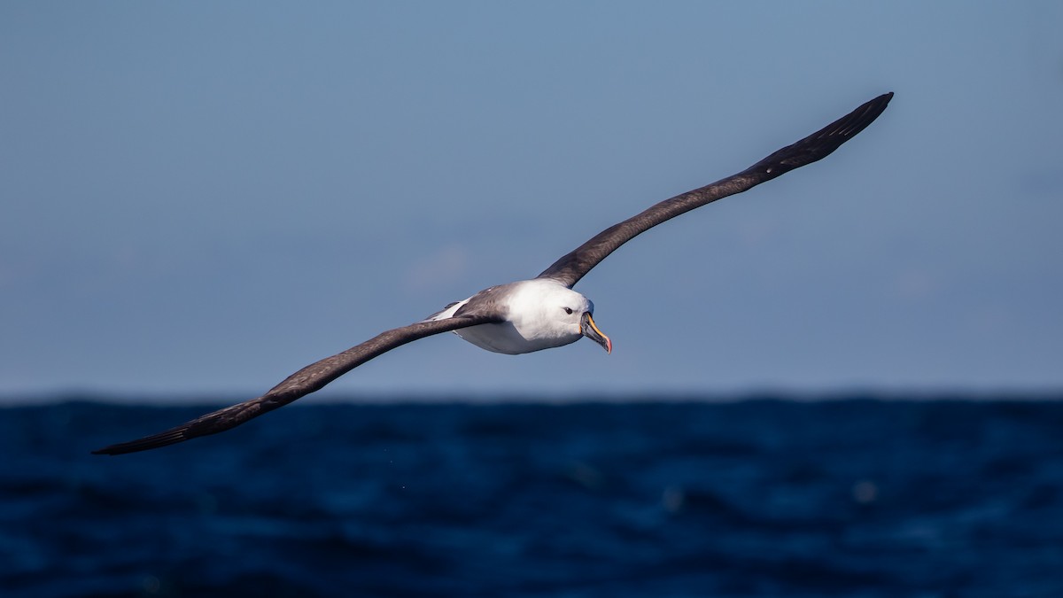 Indian Yellow-nosed Albatross - ML638625671