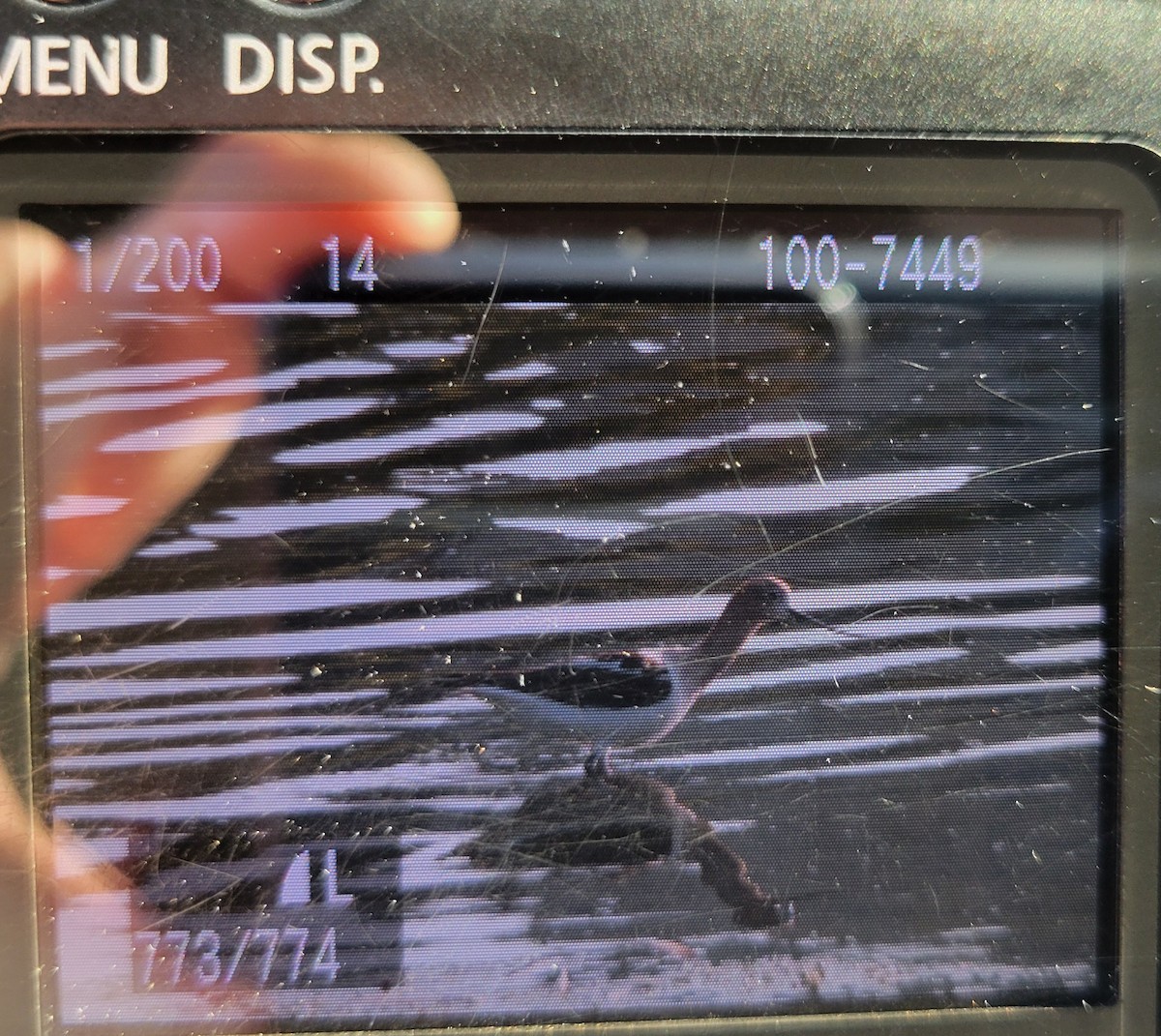 American Avocet - ML638625830