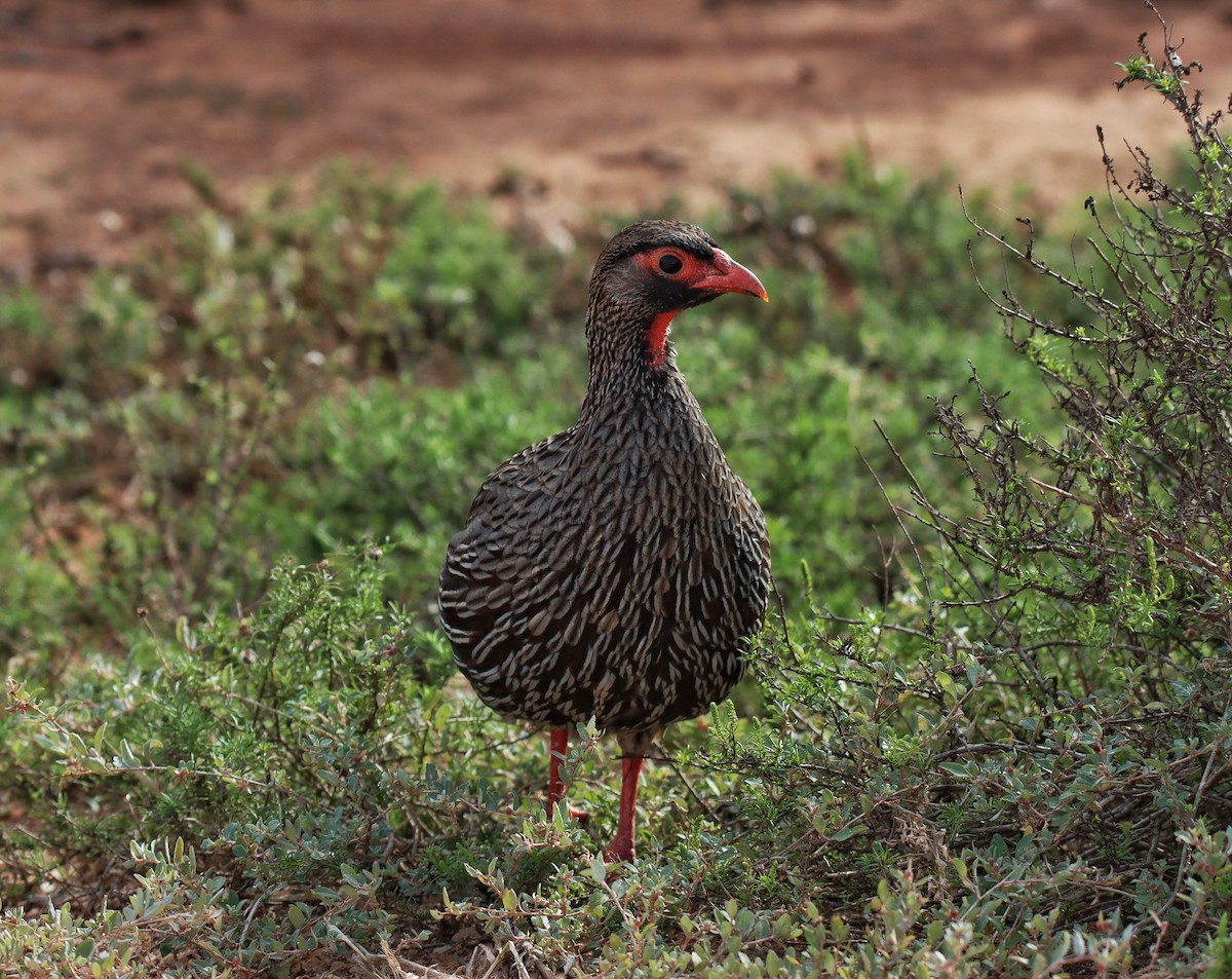 Francolin à gorge rouge - ML638625843