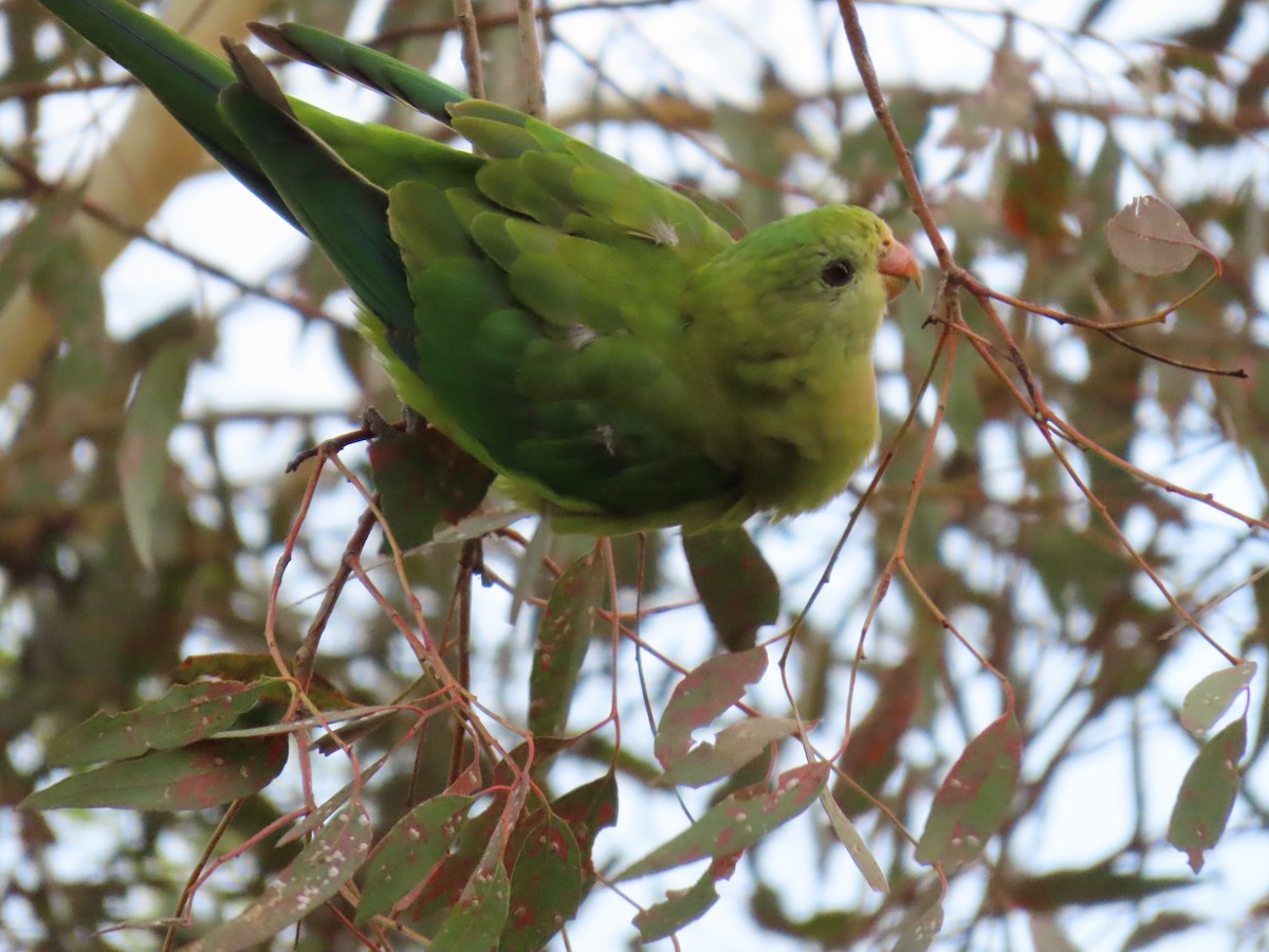 Superb Parrot - ML638625860