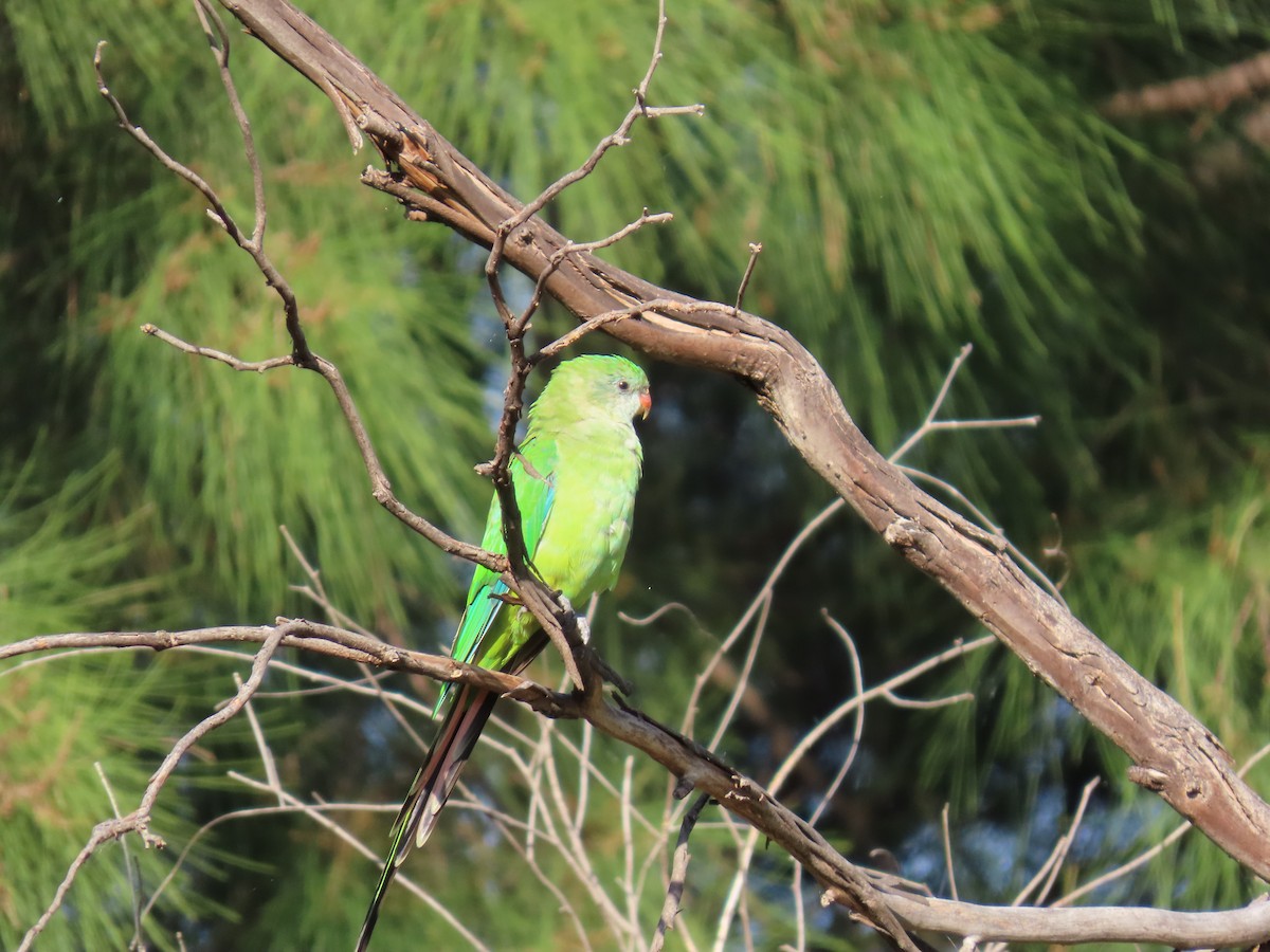 Superb Parrot - ML638625861