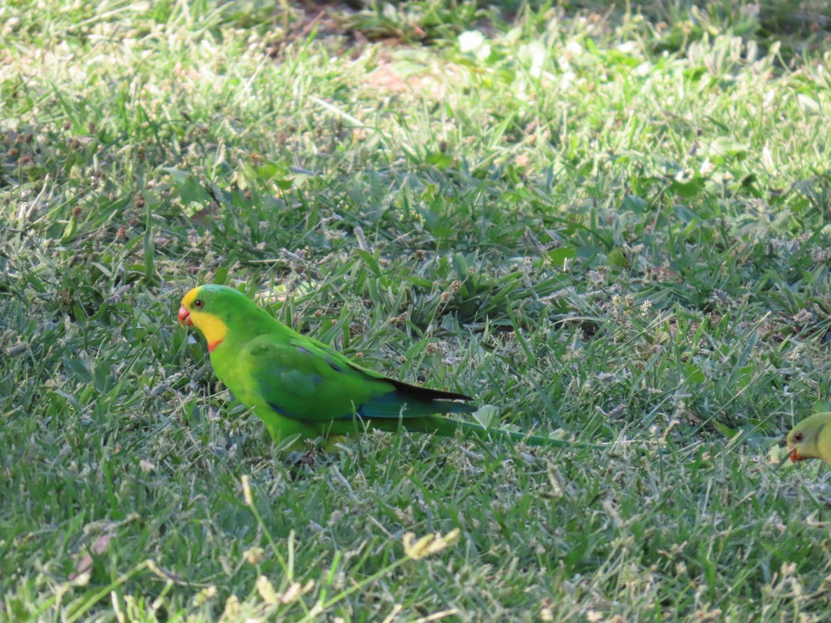 Superb Parrot - ML638625863
