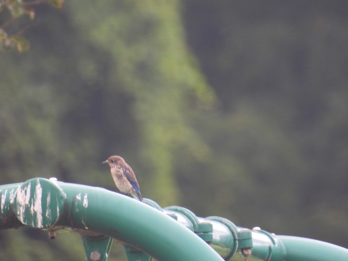 Eastern Bluebird - ML638625884
