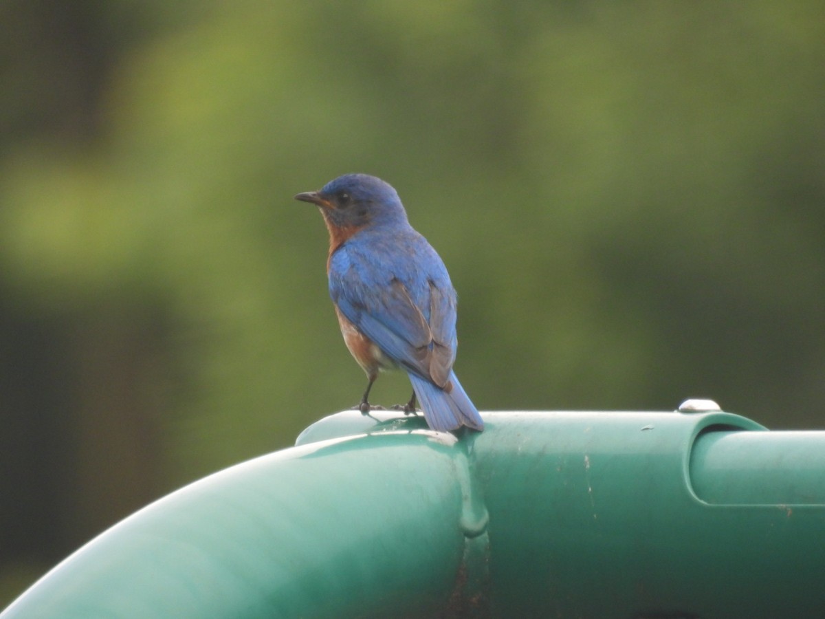Eastern Bluebird - ML638625885