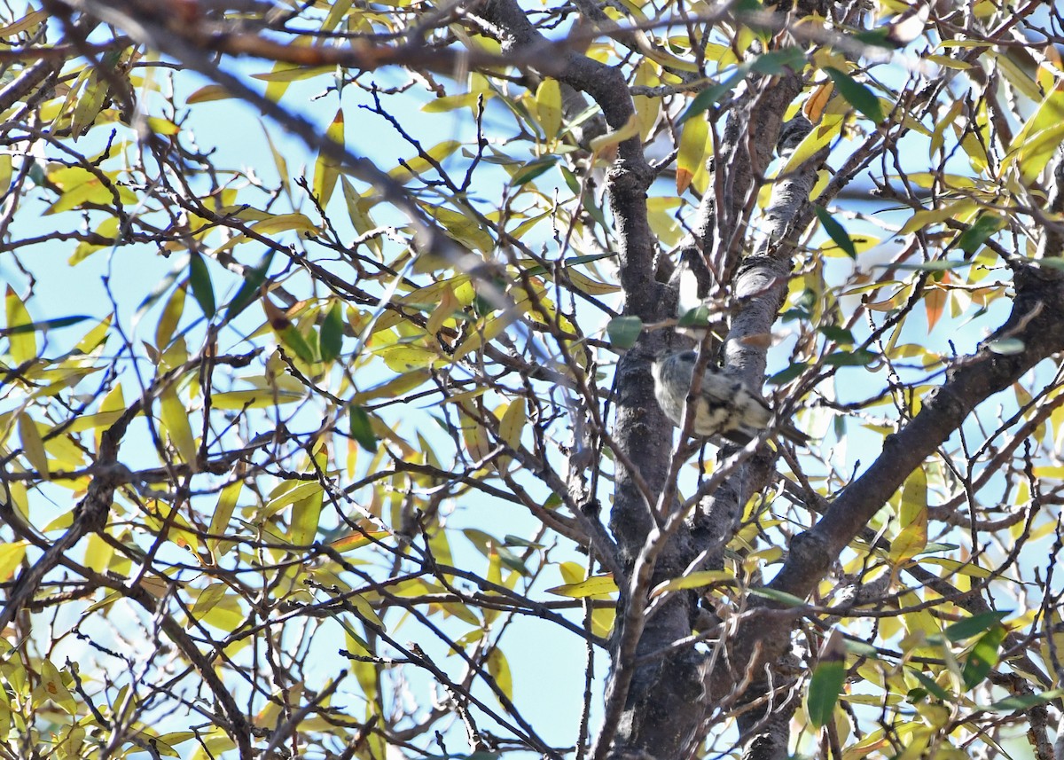 Ruby-crowned Kinglet - ML638625893