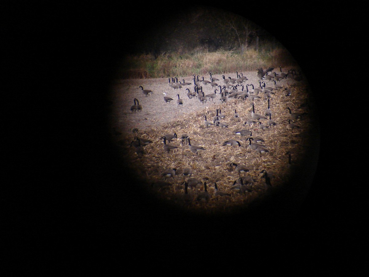 Snow Goose - ML63862591