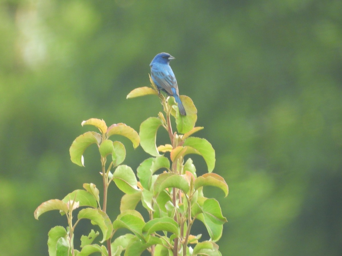 Indigo Bunting - ML638625965