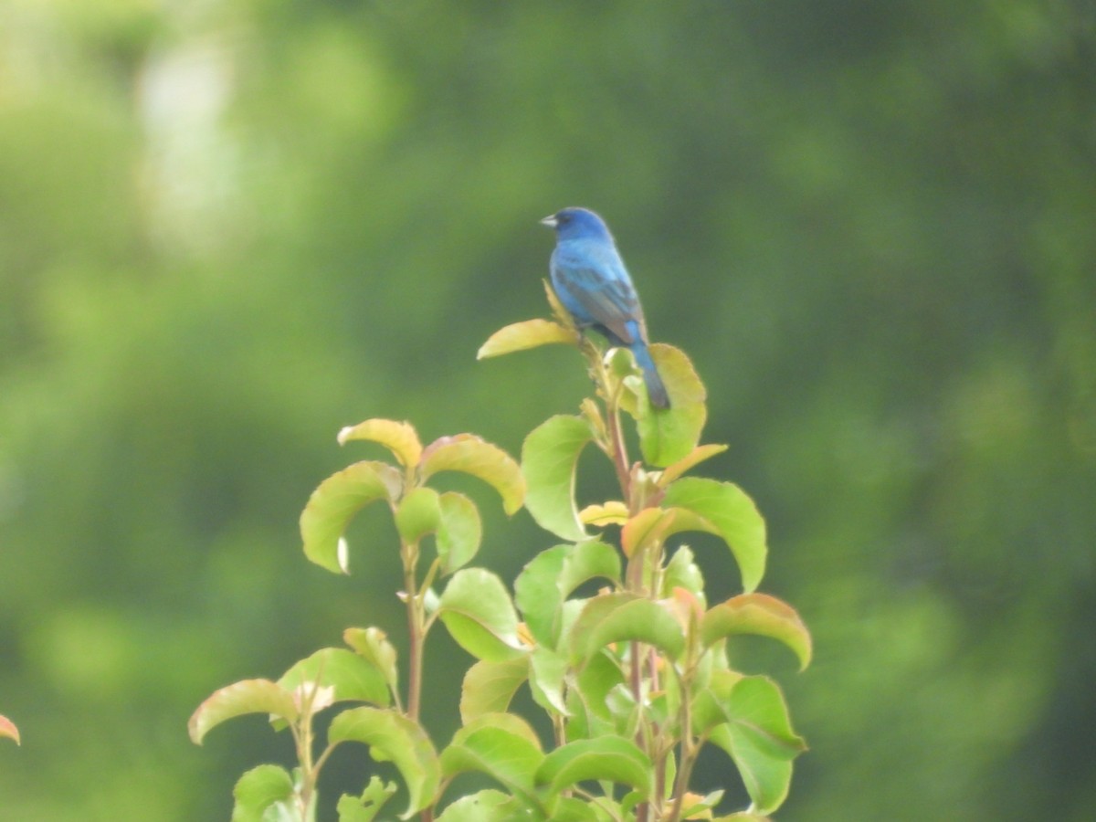 Indigo Bunting - ML638625966