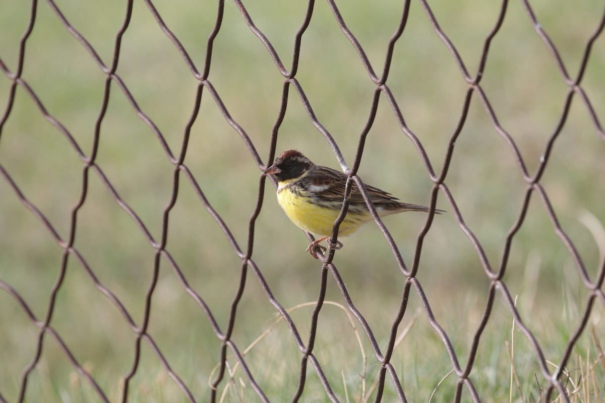 Yellow-breasted Bunting - ML638626004