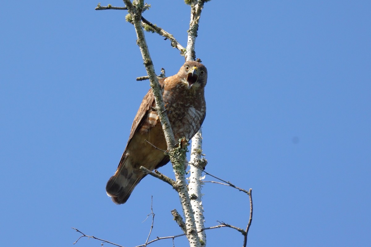 káně širokokřídlá - ML638626033