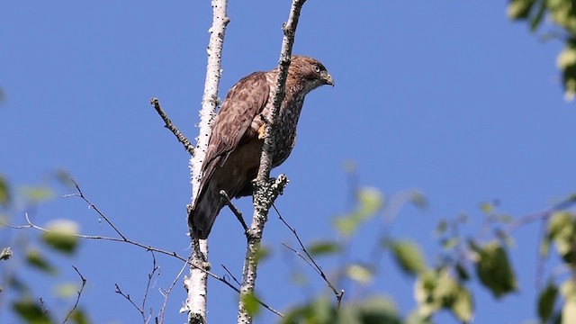 káně širokokřídlá - ML638626035