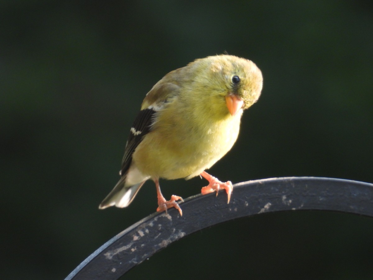 American Goldfinch - ML638626037