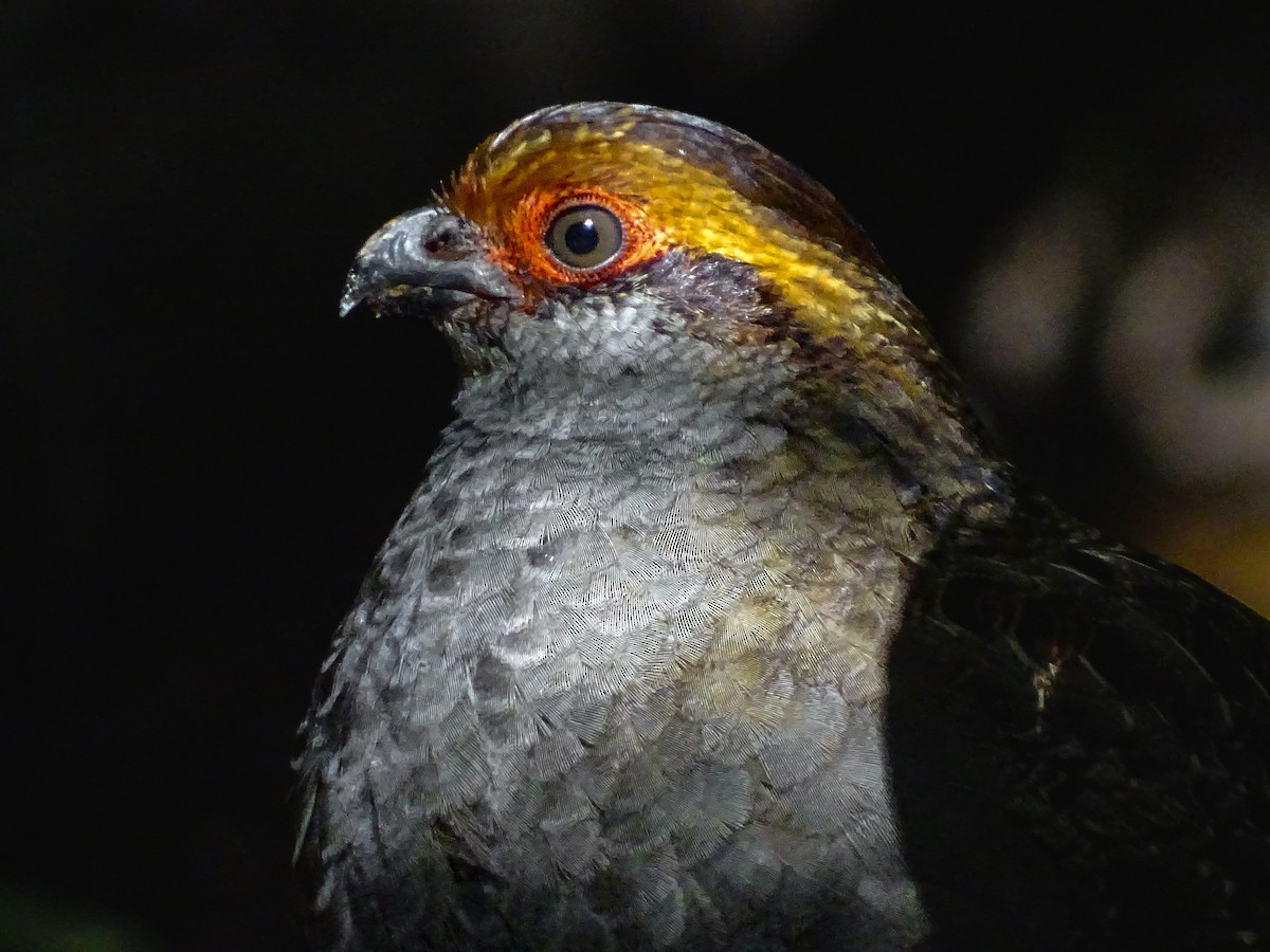 Spot-winged Wood-Quail - ML638626050